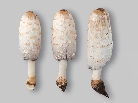 Drei Schopftintlinge liegen nach der Ernte nebeneinander auf einem hellen Untergrund.