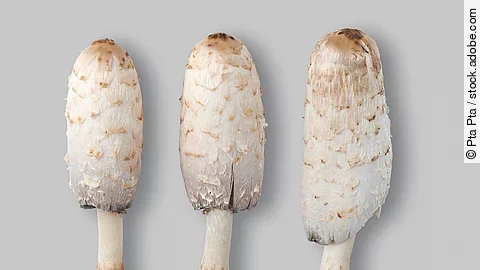 Drei Schopftintlinge liegen nach der Ernte nebeneinander auf einem hellen Untergrund. Drei Schopftintlinge liegen nach der Ernte nebeneinander auf einem hellen Untergrund.