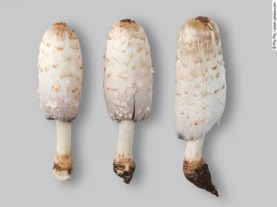 Drei Schopftintlinge liegen nach der Ernte nebeneinander auf einem hellen Untergrund. Drei Schopftintlinge liegen nach der Ernte nebeneinander auf einem hellen Untergrund.