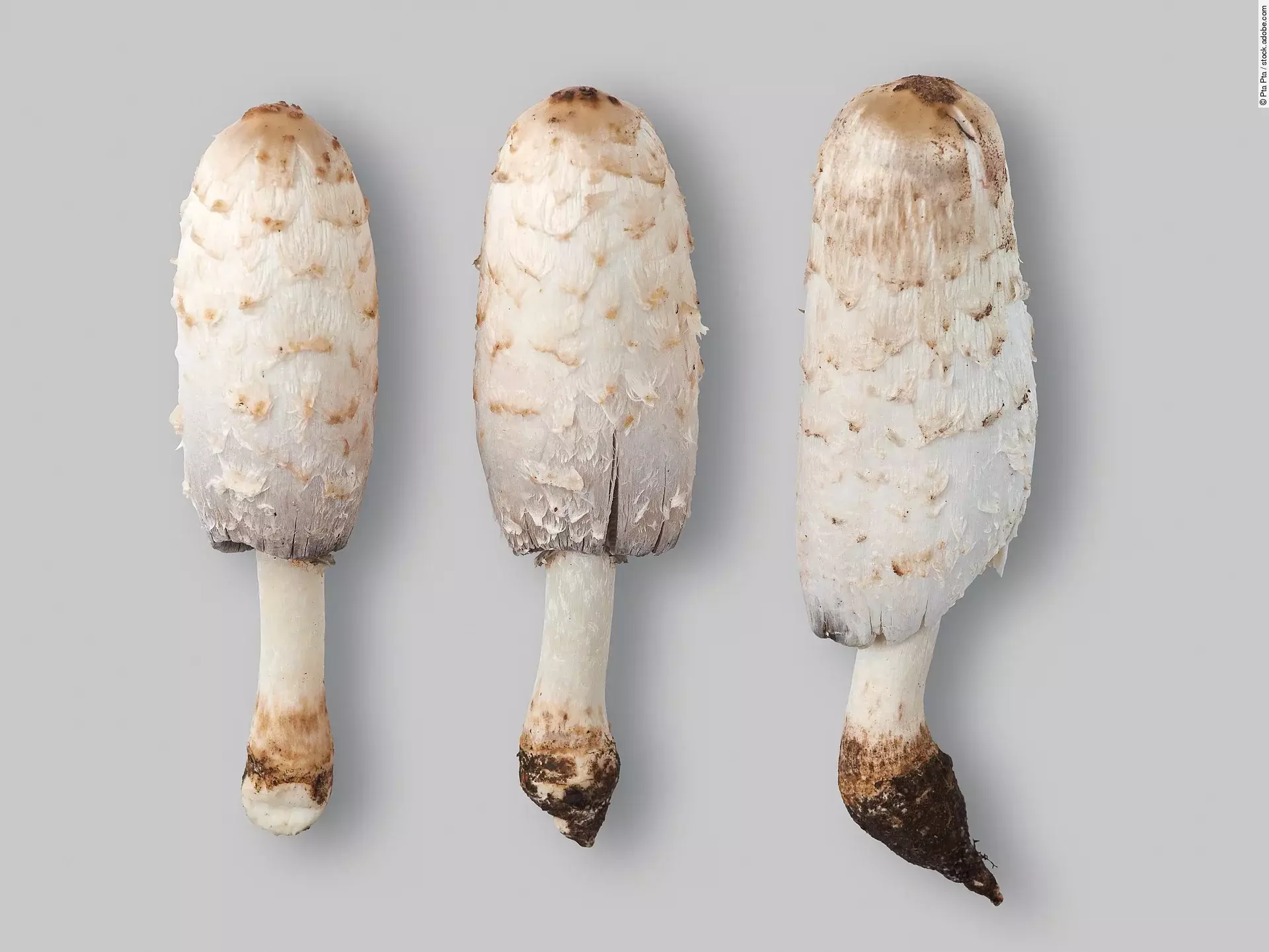 Drei Schopftintlinge liegen nach der Ernte nebeneinander auf einem hellen Untergrund.