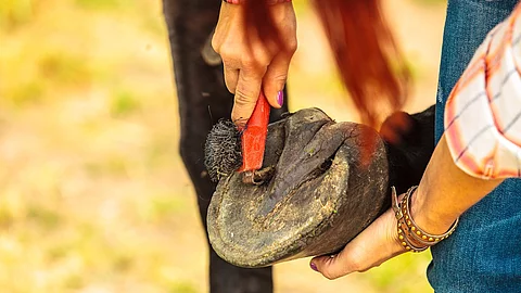 Person cleaning horse hoof with hooves