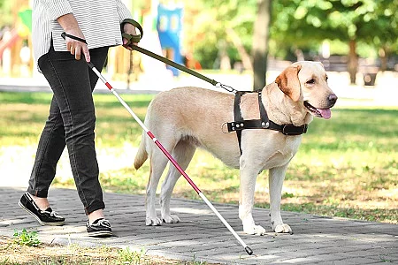Guide dog helping blind woman in park