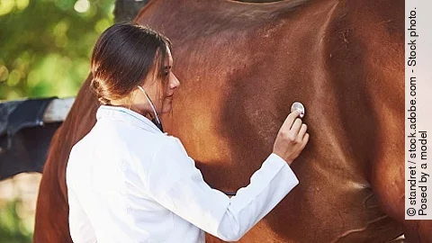 Using stethoscope. Female vet examining horse outdoors at the fa