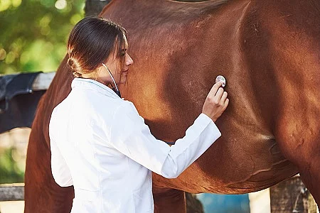 Tierärztin untersucht Pferd im Freien auf der Koppel mit Stethoskop. Die Frau trägt einen weißen Kittel.