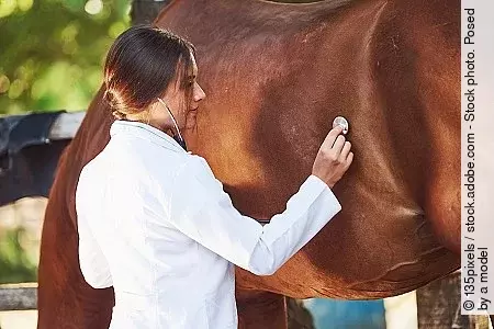 Tierärztin untersucht Pferd im Freien auf der Koppel mit Stethoskop. Die Frau trägt einen weißen Kittel.