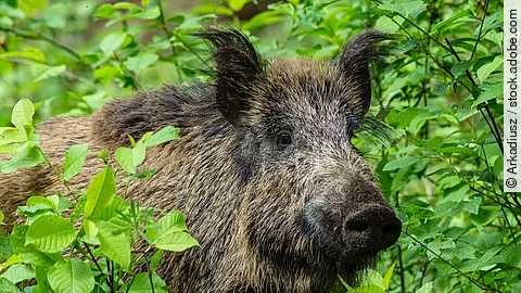 Ein Wildschwein steht in einem Wald. Es schaut durch Blätter hindurch. Das Fell ist borstig und es handelt sich um einen Eber.