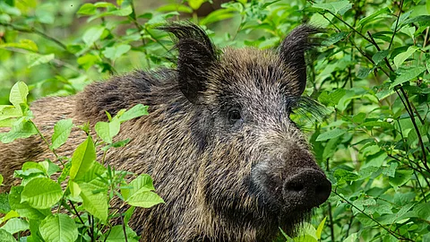 Dzik Ein Wildschwein steht in einem Wald. Es schaut durch Blätter hindurch. Das Fell ist borstig und es handelt sich um einen Eber.