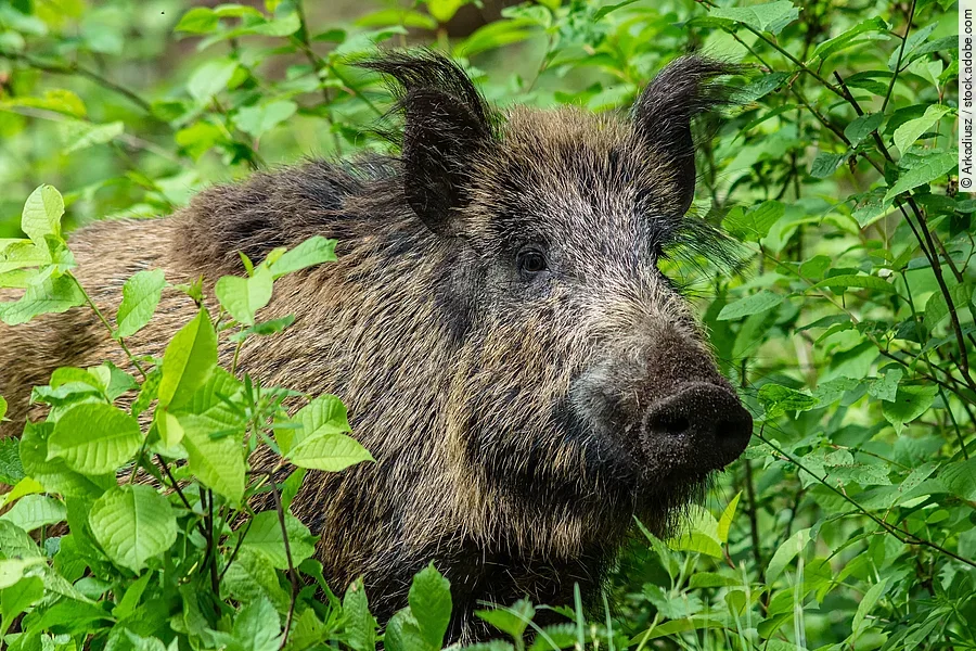 Ein Wildschwein steht in einem Wald. Es schaut durch Blätter hindurch. Das Fell ist borstig und es handelt sich um einen Eber.