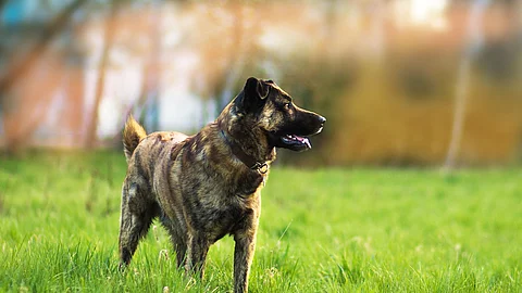 Holländischer Schäferhund Mix