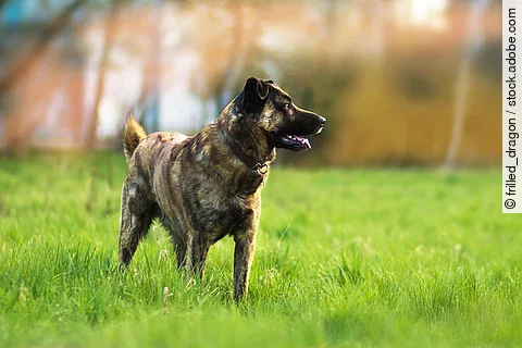 Holländischer Schäferhund Mix