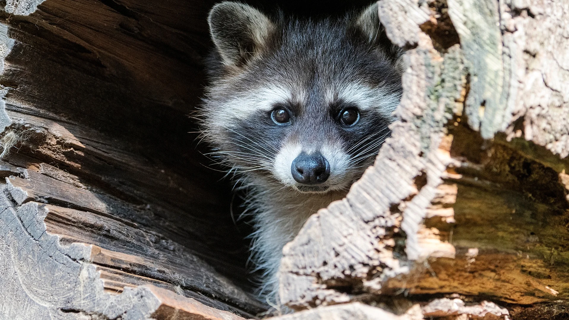 Waschbär in einem hohlen Baumstamm