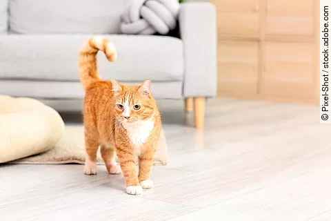 Eine Katze mit rotem Fell steht in einem Wohnzimmer. Sie schaut zur Seite und hat ihren Schwanz leicht aufgestellt. Im Hintergrund steht ein graues Sofa.