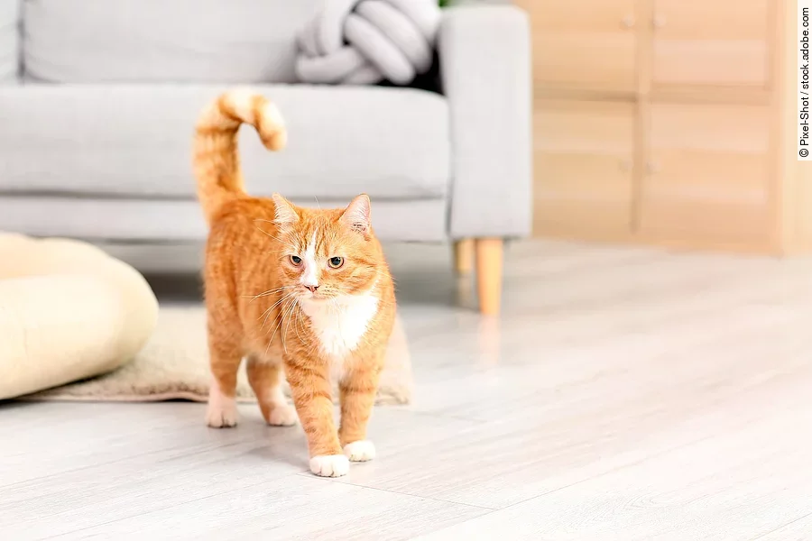 Eine Katze mit rotem Fell steht in einem Wohnzimmer. Sie schaut zur Seite und hat ihren Schwanz leicht aufgestellt. Im Hintergrund steht ein graues Sofa.