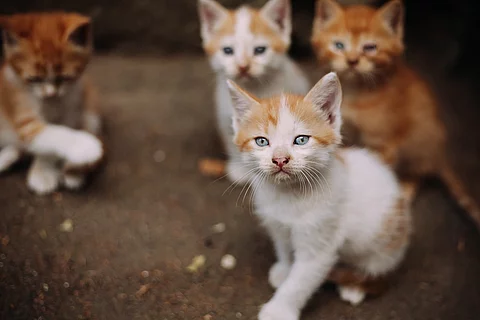 Kitten