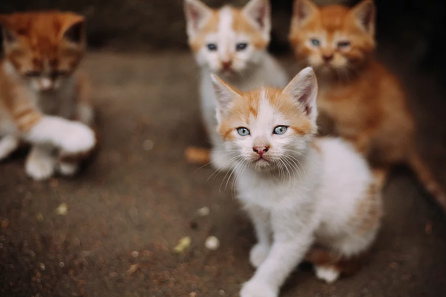 Kitten