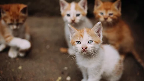 Kitten Kitten