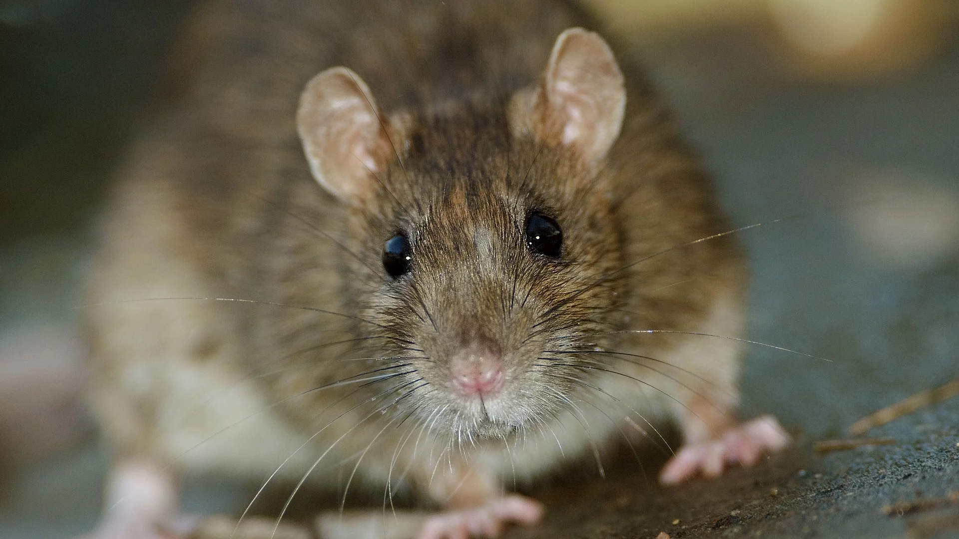 Eine große braune Ratte läuft auf dem Boden entlang und schaut mit ihren schwarzen Augen in die Kamera.