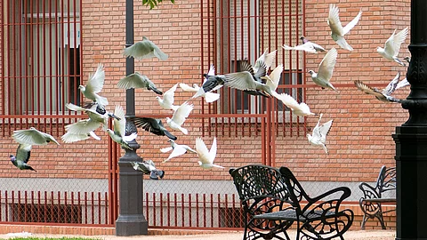 Viele Vögel fliegen gleichzeitig los. Es handelt sich um Tauben mit unterschiedlichen Gefiederfarben. Die meisten sind mit weißem Gefieder und einige mit grauem. Im Hintergrund erkennt man Bänke und eine Hausfassade.