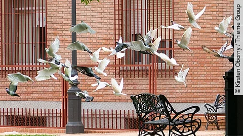 Viele Vögel fliegen gleichzeitig los. Es handelt sich um Tauben mit unterschiedlichen Gefiederfarben. Die meisten sind mit weißem Gefieder und einige mit grauem. Im Hintergrund erkennt man Bänke und eine Hausfassade.
