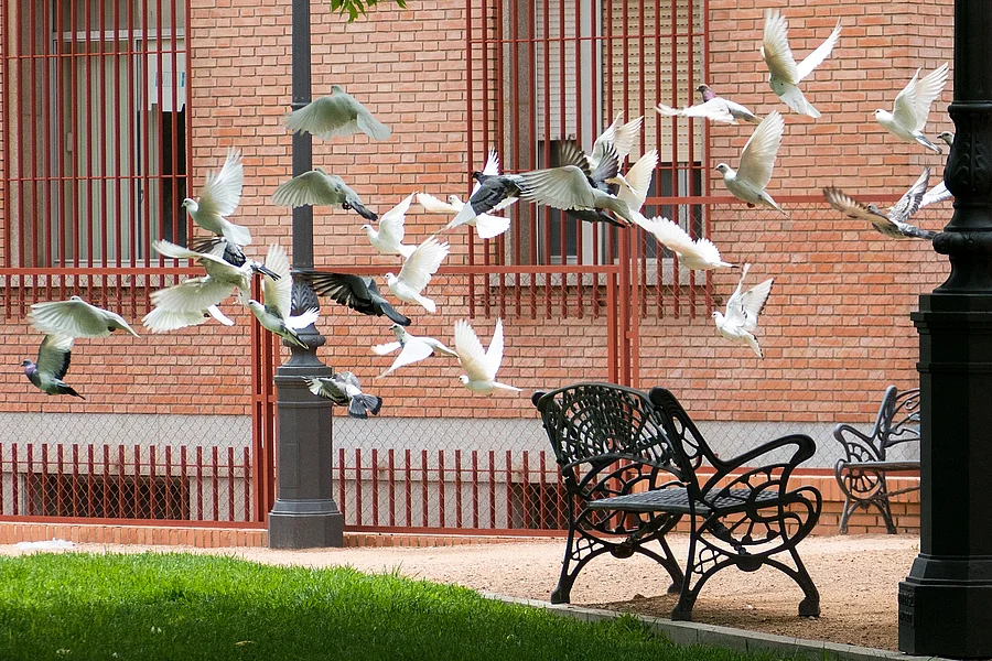 Viele Vögel fliegen gleichzeitig los. Es handelt sich um Tauben mit unterschiedlichen Gefiederfarben. Die meisten sind mit weißem Gefieder und einige mit grauem. Im Hintergrund erkennt man Bänke und eine Hausfassade.