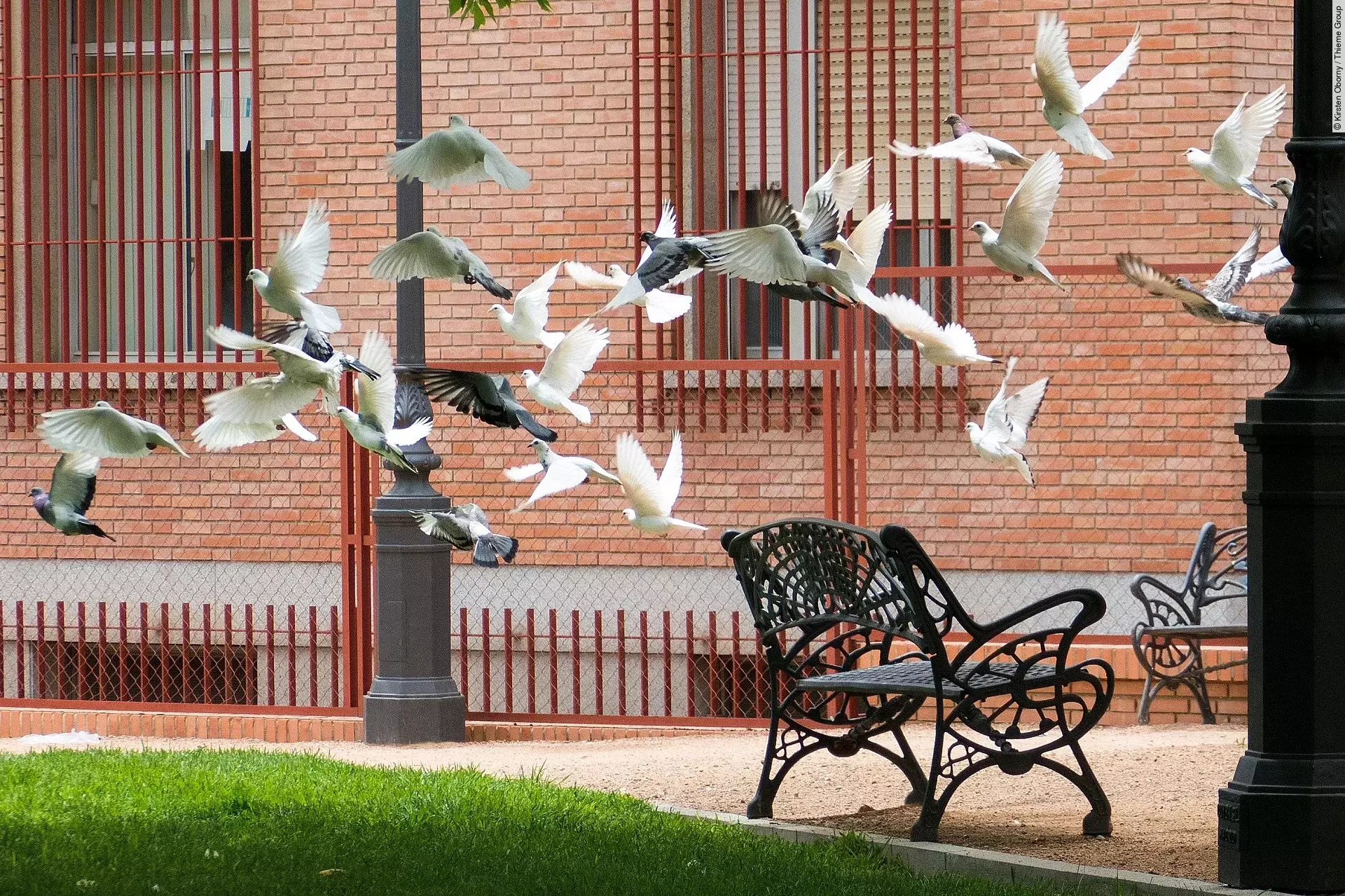 Viele Vögel fliegen gleichzeitig los. Es handelt sich um Tauben mit unterschiedlichen Gefiederfarben. Die meisten sind mit weißem Gefieder und einige mit grauem. Im Hintergrund erkennt man Bänke und eine Hausfassade.