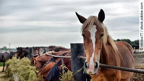 Pferd an der Heuraufe