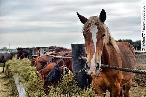 Pferd an der Heuraufe