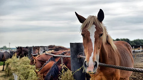 Pferd an der Heuraufe