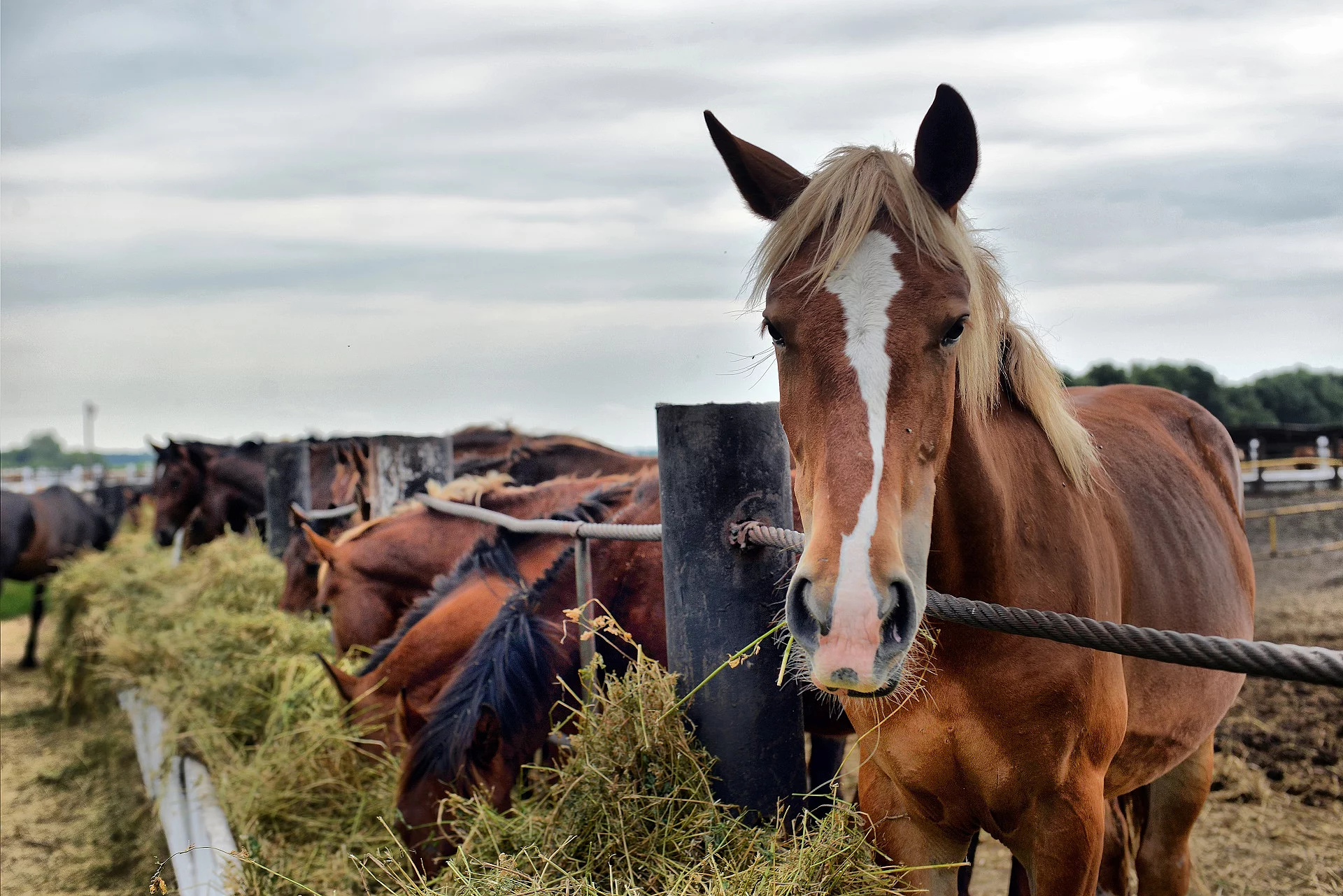 Pferd an der Heuraufe