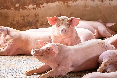 Schweine