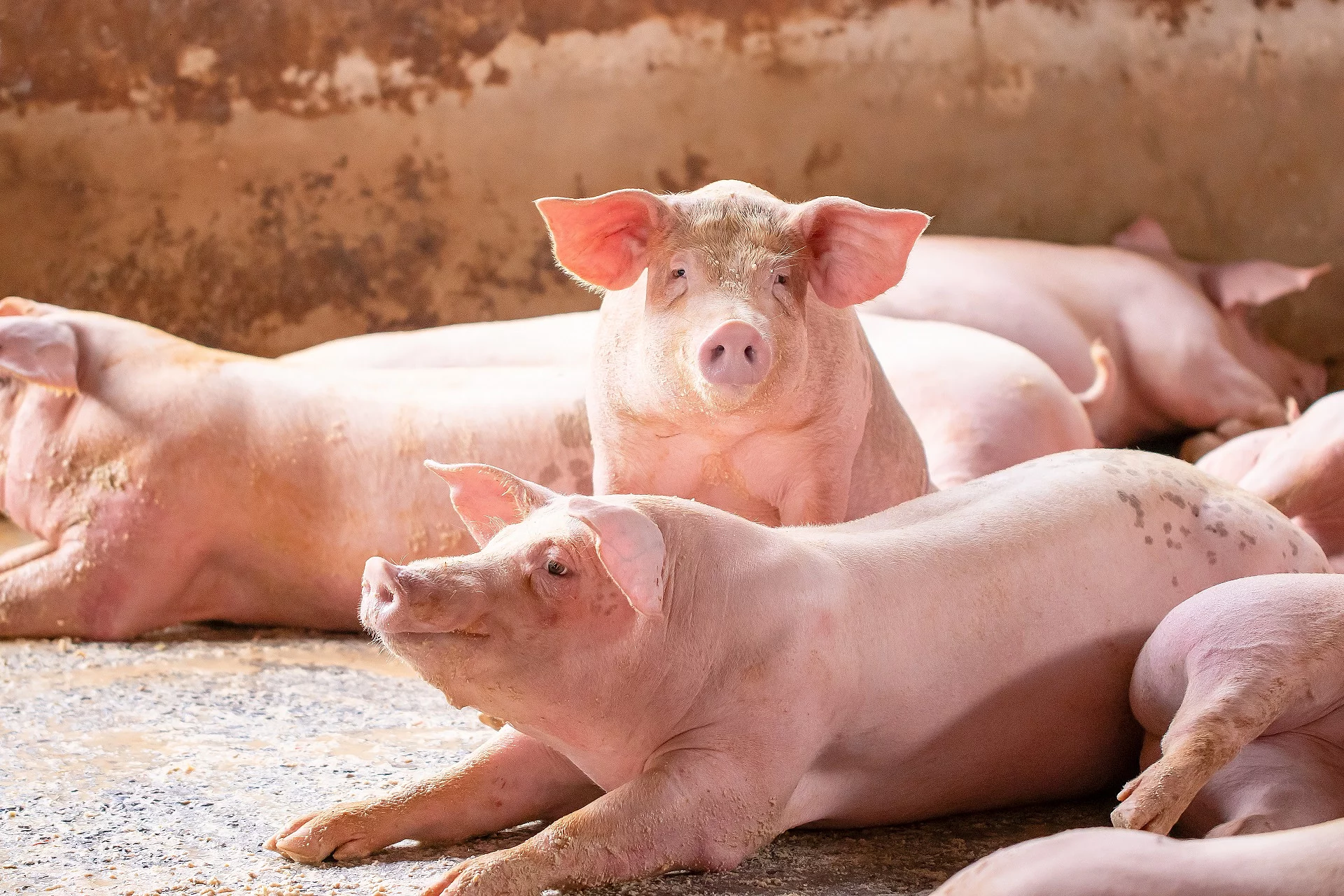 Schweine