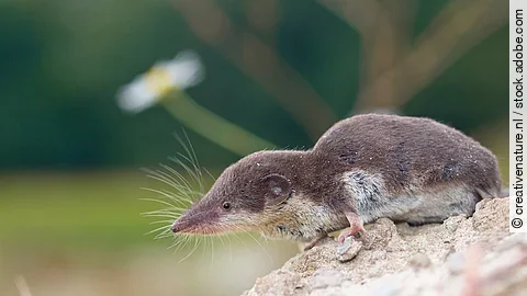 Spitzmaus