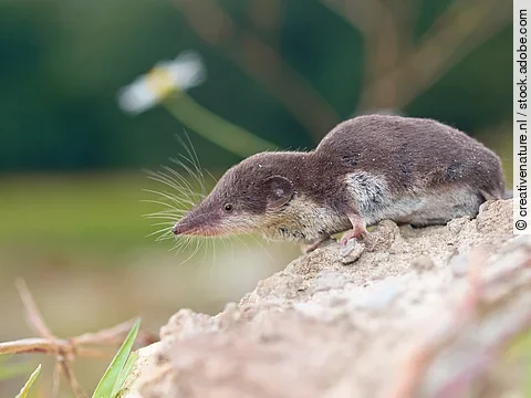 Spitzmaus