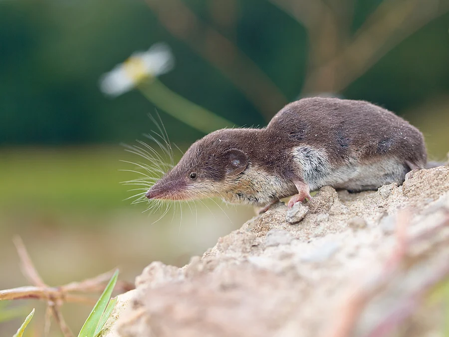 Spitzmaus