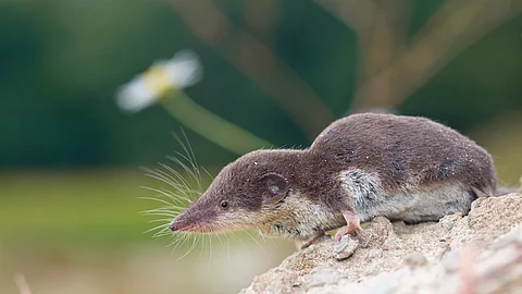 Spitzmaus