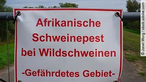 Warnschild Afrikanische Schweinepest bei Wildschweinen - gefÃ€hr