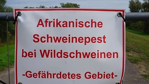 Warnschild Afrikanische Schweinepest bei Wildschweinen - gefÃ€hr
