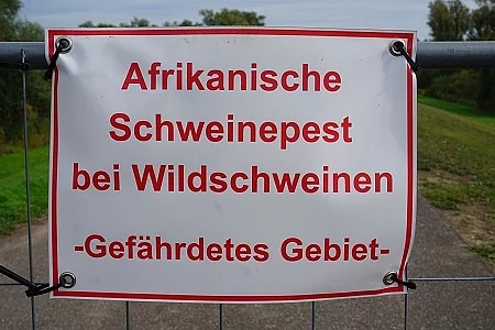 Warnschild Afrikanische Schweinepest bei Wildschweinen - gefÃ€hr