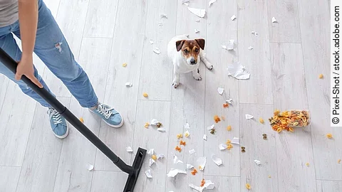 Owner cleaning floor after naughty dog