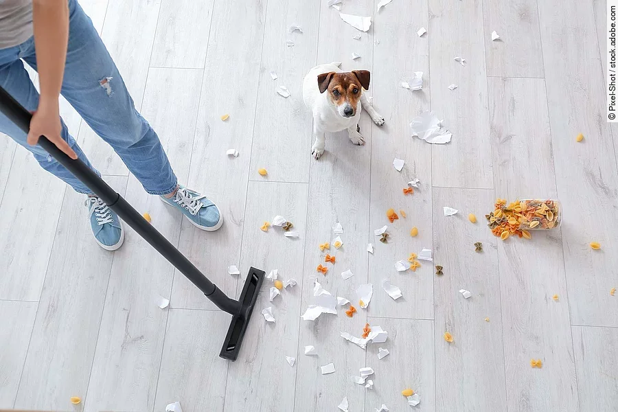 Owner cleaning floor after naughty dog