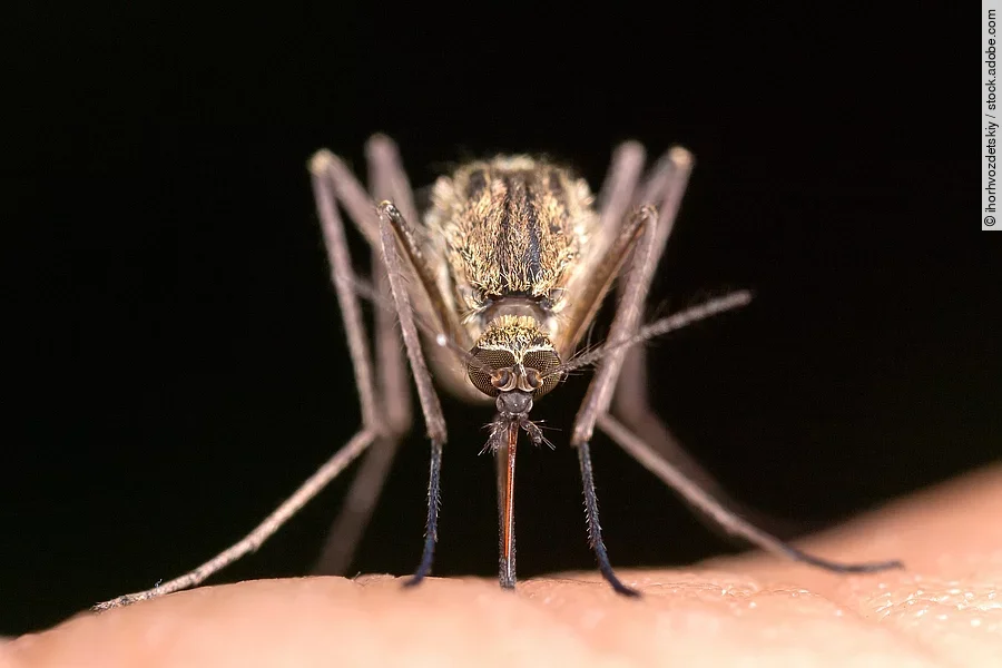 Culex pipiens Culex pipiens