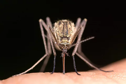 Culex pipiens