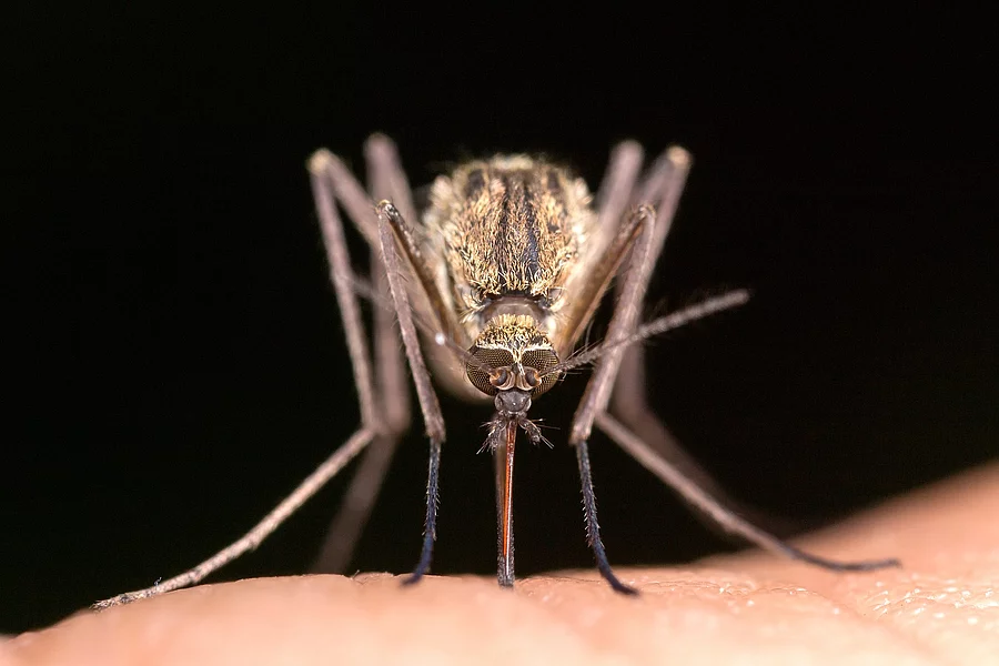 Culex pipiens