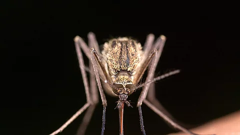 Culex pipiens