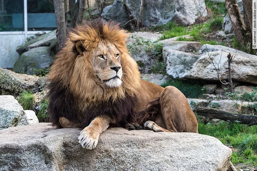 Ein königlicher männlicher Löwe thront auf einem Felsen im Zoo.