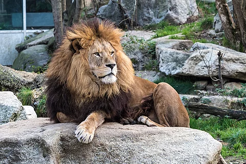 Ein königlicher männlicher Löwe thront auf einem Felsen im Zoo.