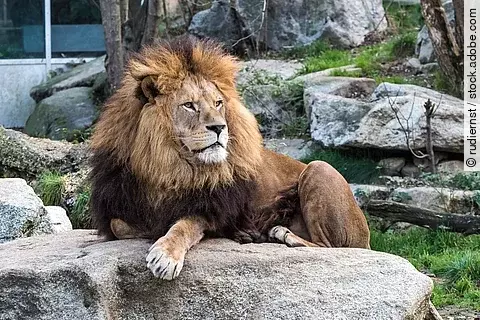 Ein königlicher männlicher Löwe thront auf einem Felsen im Zoo.