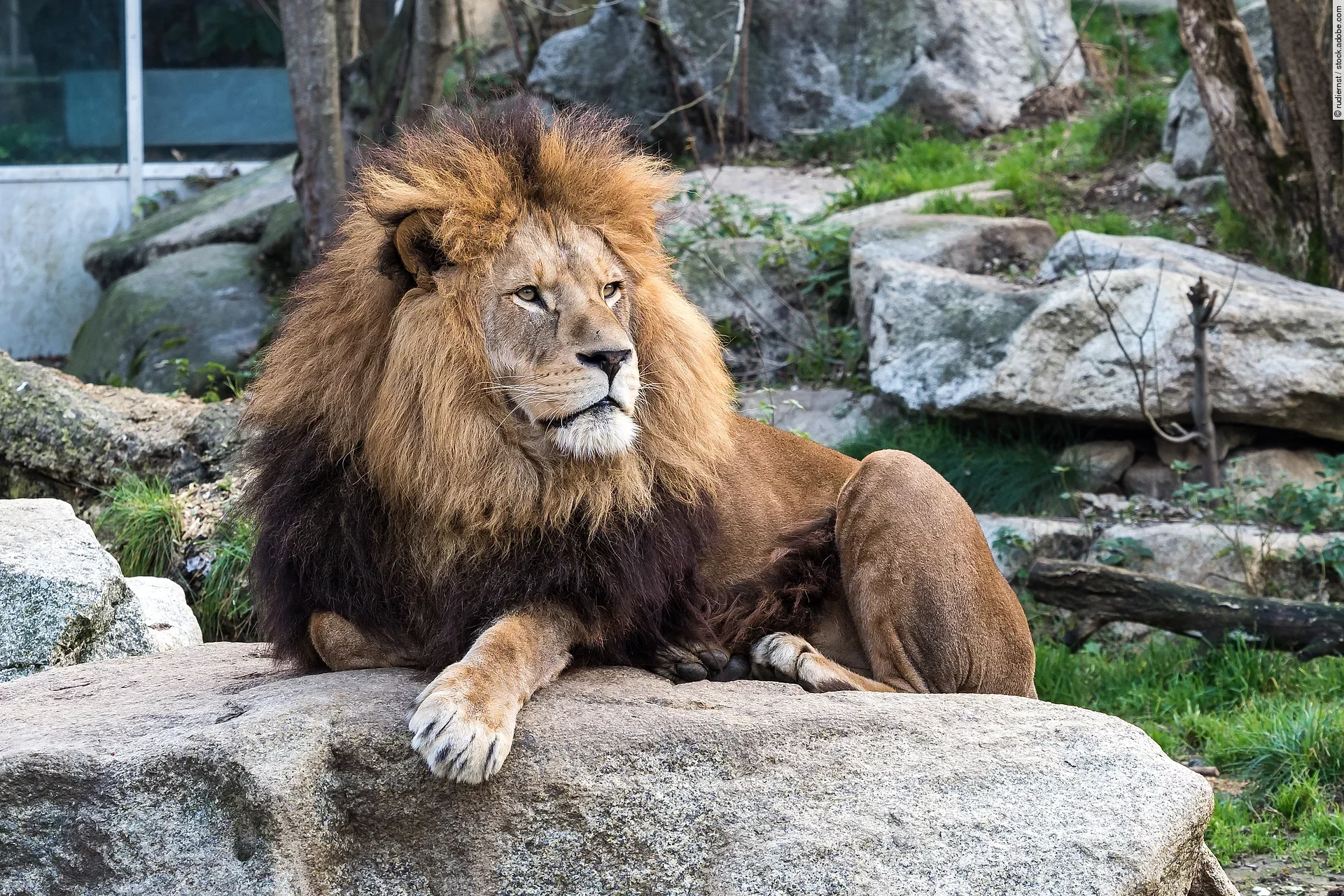 Ein königlicher männlicher Löwe thront auf einem Felsen im Zoo.
