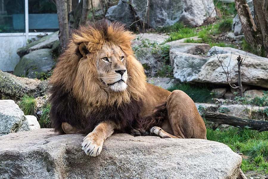 Ein königlicher männlicher Löwe thront auf einem Felsen im Zoo. Ein königlicher männlicher Löwe thront auf einem Felsen im Zoo.