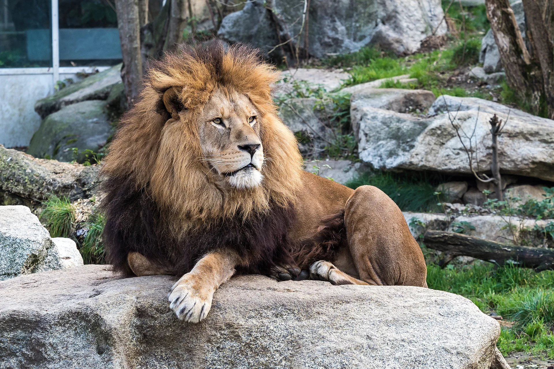 Ein königlicher männlicher Löwe thront auf einem Felsen im Zoo.